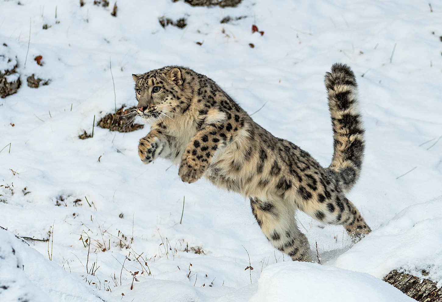 Un leopardo de las nieves saltando en la nieve.