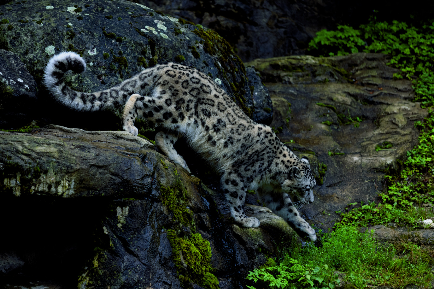 Un leopardo de las nieves baja con cuidado por una roca cubierta de musgo