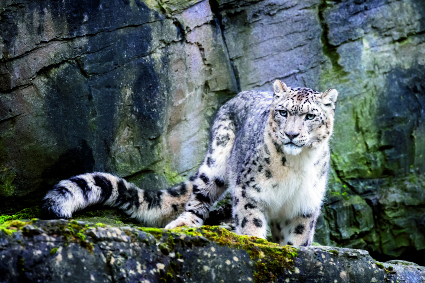 Un leopardo de las nieves de ojos claros mira de frente desde una roca